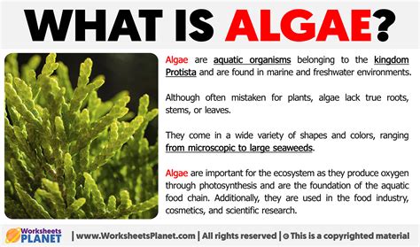 algae in tagalog|ALGAE Meaning in Tagalog .